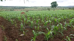 100 Acres of Land Mpigi Masaka Road, 60km From Kla,
3km Off Tarmac.