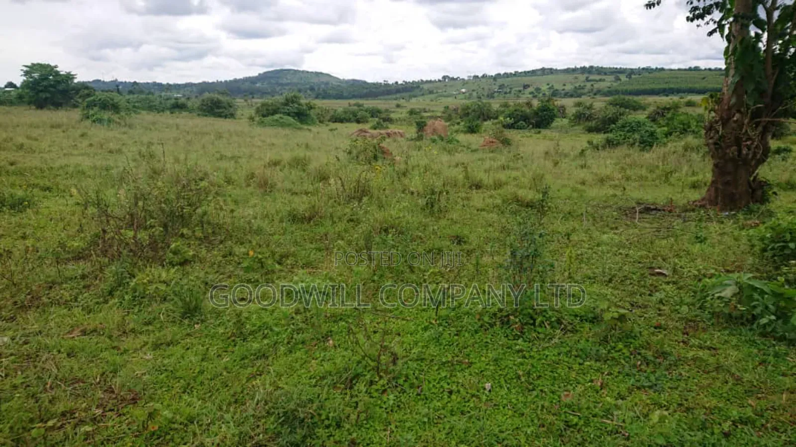 100 Acres of Land Mpigi Masaka Road, 60km From Kla,
3km Off Tarmac.