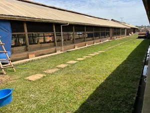 3 Acres of Farm Land With, Home House, Paltry House, Banana Plantation