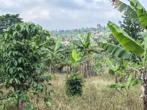 Land on Sale in Bombo Kalule