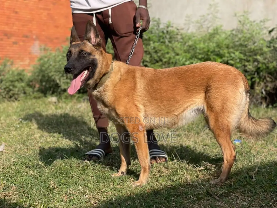 6-12 months Female Purebred Belgian Malinois