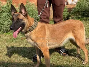 6-12 months Female Purebred Belgian Malinois