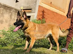 6-12 months Female Purebred Belgian Malinois