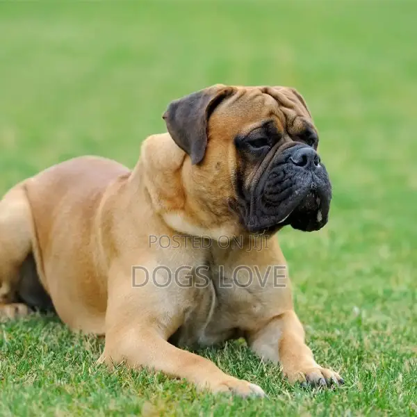 1-3 months Male Purebred Bullmastiff