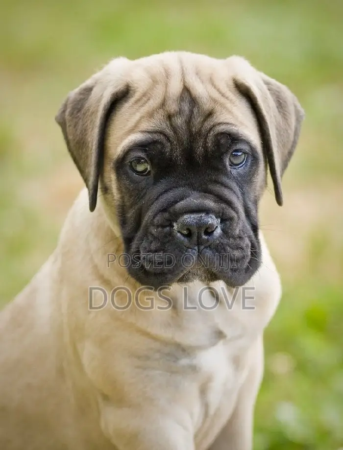 1-3 months Male Purebred Bullmastiff