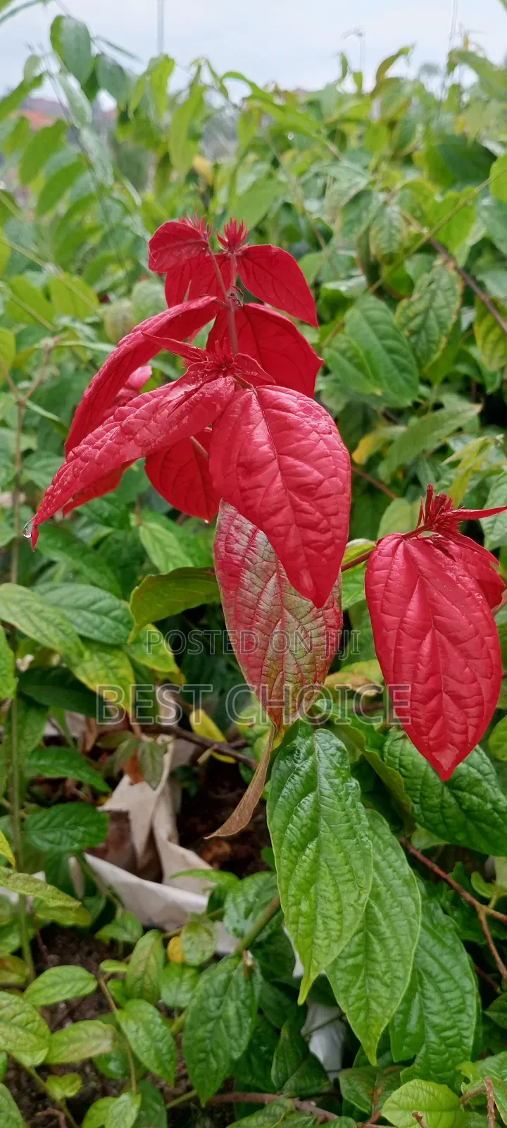 Musaenda Red, Unleashing the Red in You.