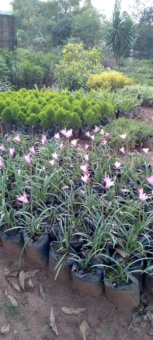 Flowers And Ornaments