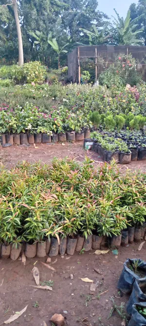 Flowers And Ornaments