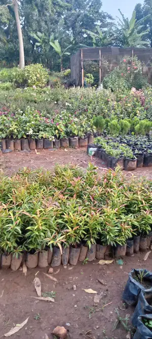 Flowers and Ornaments