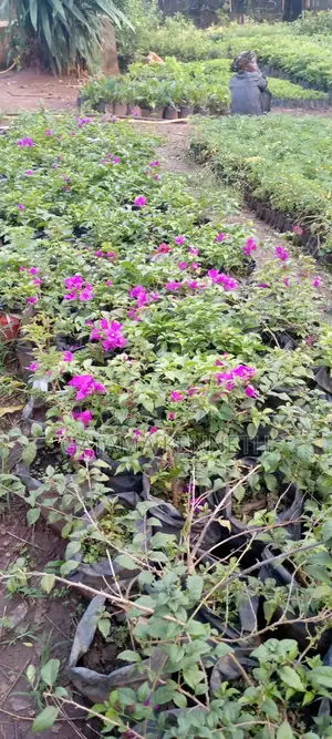 Flowers and Ornaments