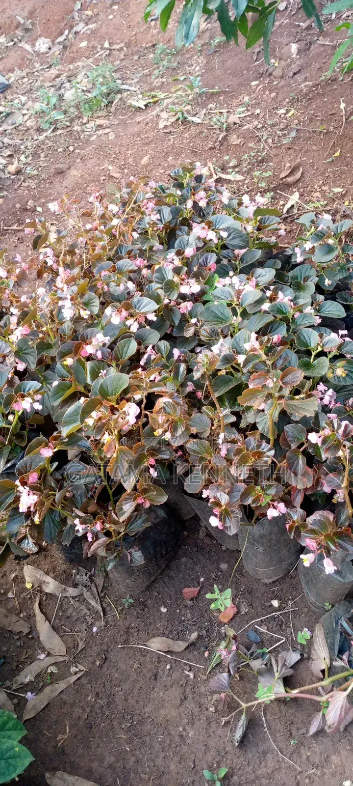 Flowers and Ornaments