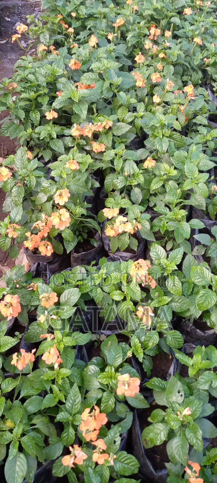 Flowers And Ornaments