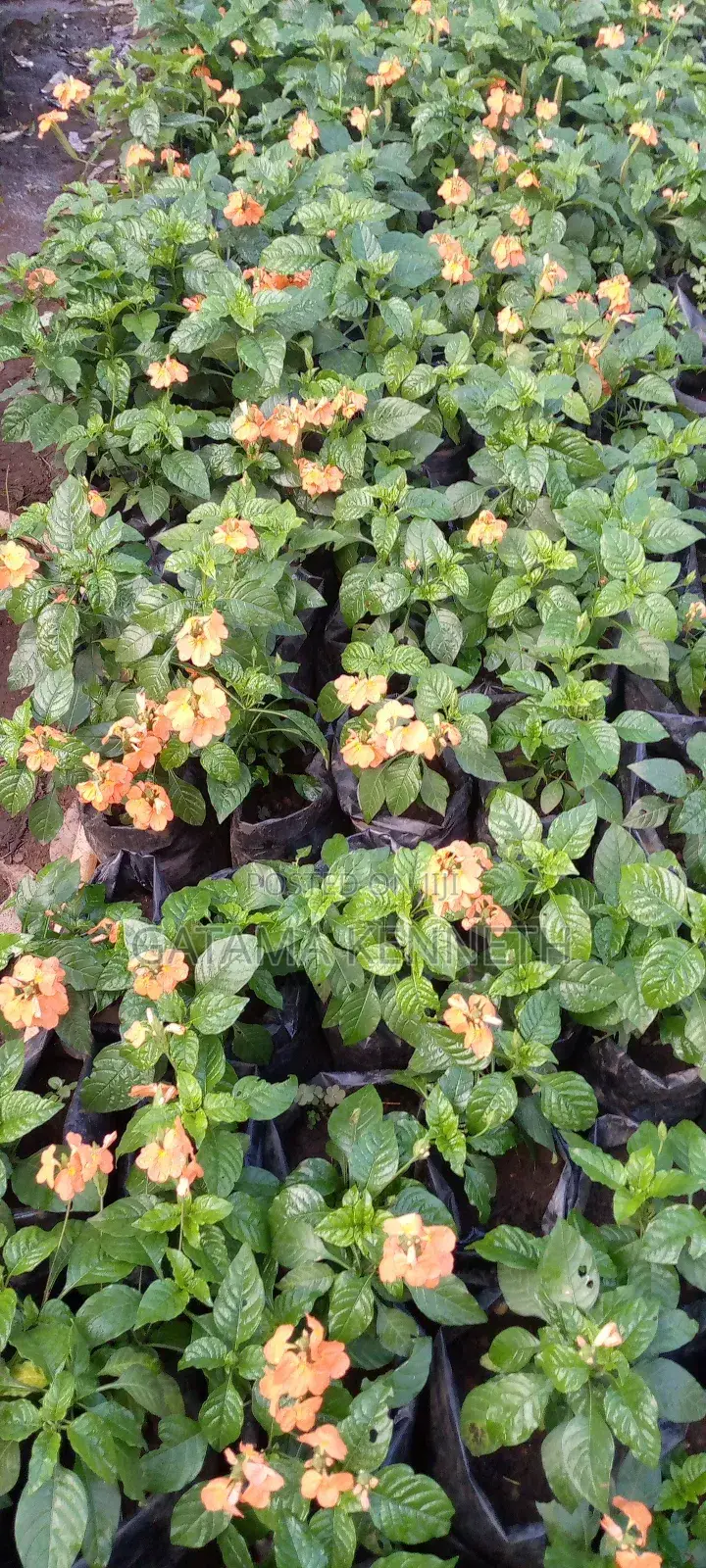 Flowers and Ornaments