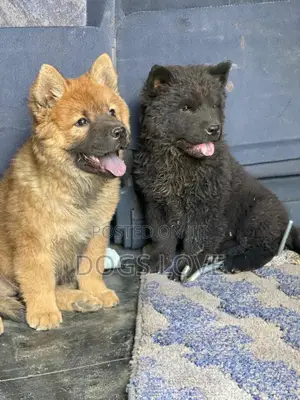 1-3 months Female Purebred Chow Chow