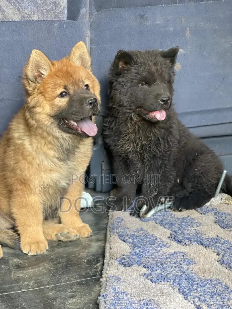 1-3 months Female Purebred Chow Chow