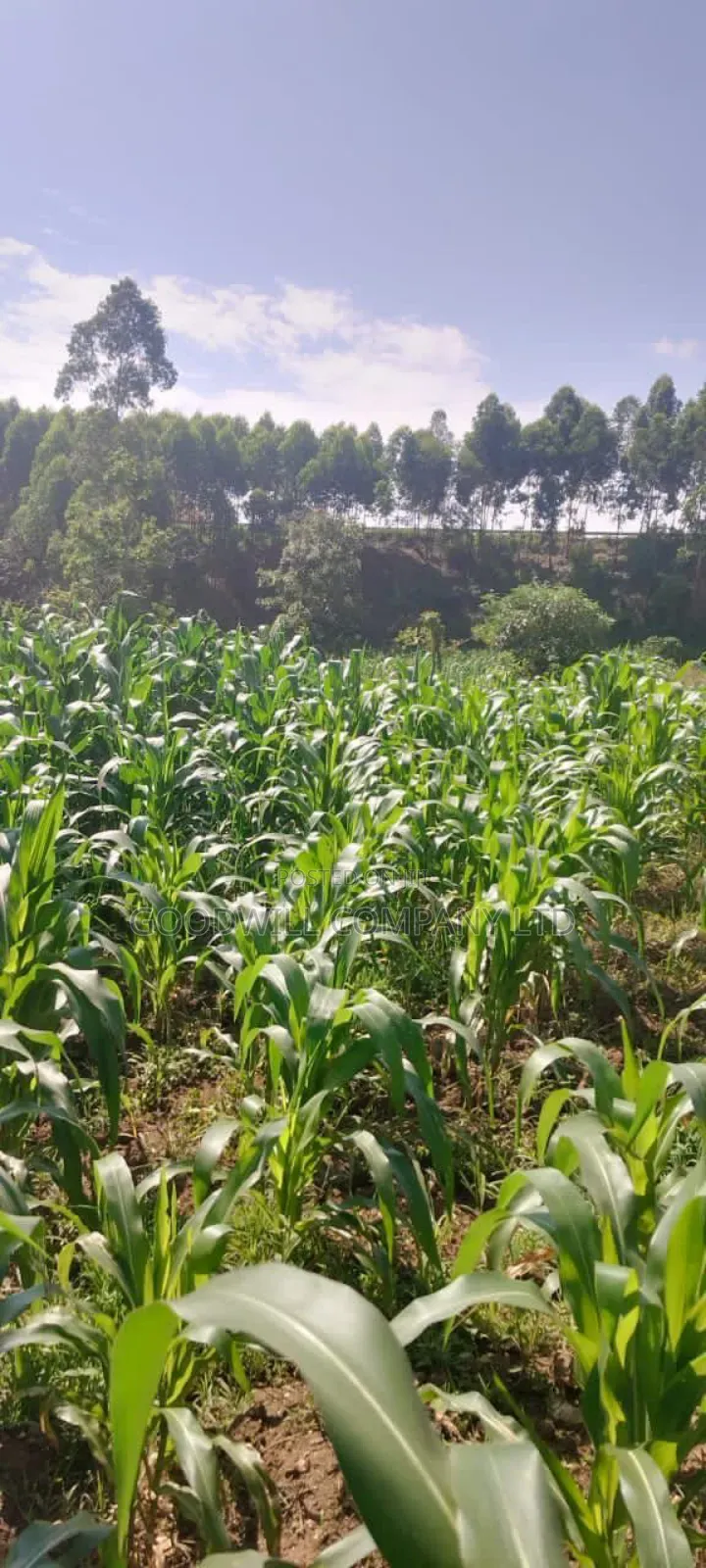 120 Acres of Land in Nakaseke Ngoma.