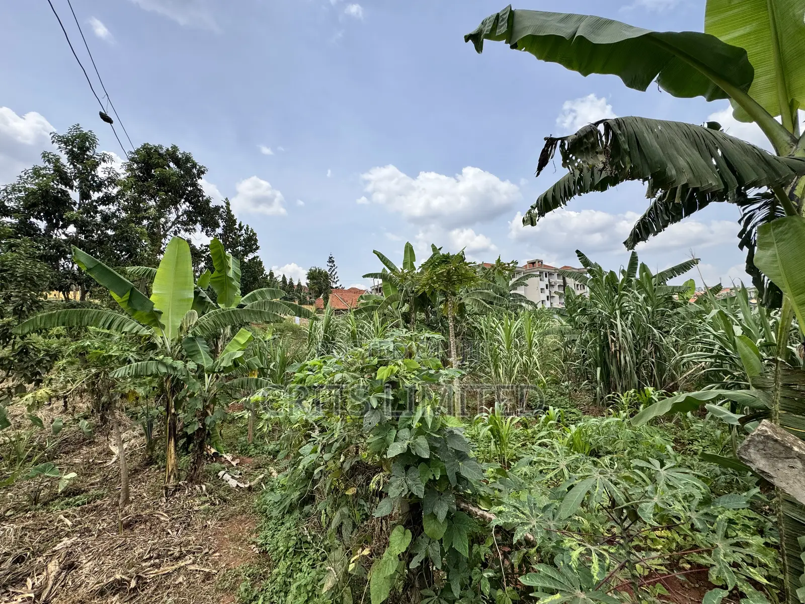 50 Decimals of Private Mailo Land for Sale – Kiwatule, Valley Road