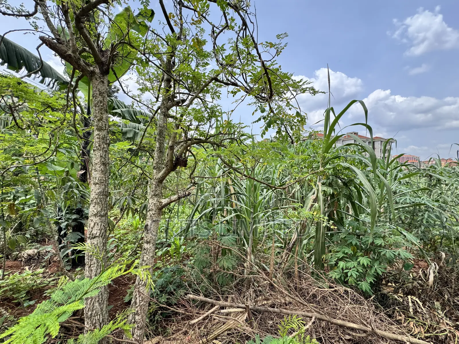50 Decimals of Private Mailo Land for Sale – Kiwatule, Valley Road