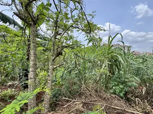 50 Decimals of Private Mailo Land for Sale – Kiwatule, Valley Road