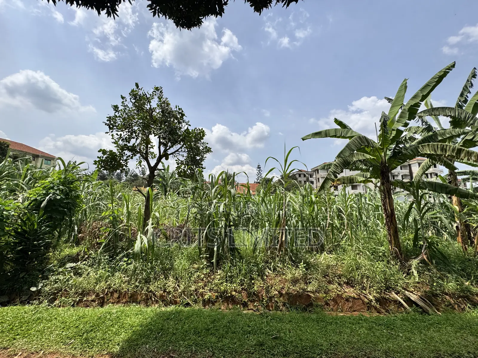 50 Decimals of Private Mailo Land for Sale – Kiwatule, Valley Road