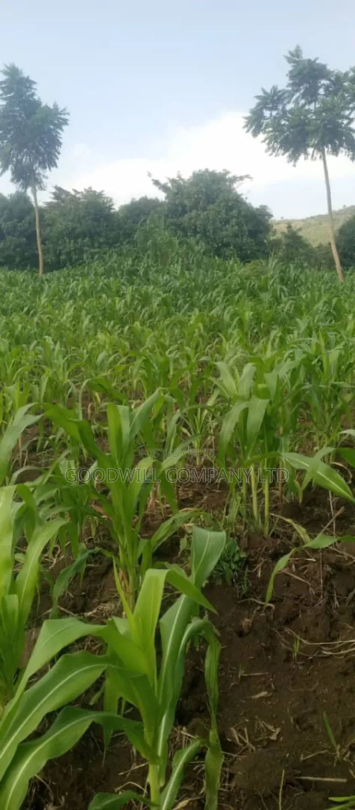 10 Acres on Sale in Kikyuusa Wabusaana Kankoole Village 9km From