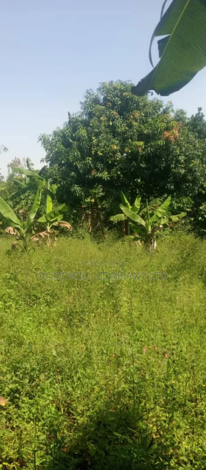 10 Acres on Sale in Kikyuusa Wabusaana Kankoole Village 9km From