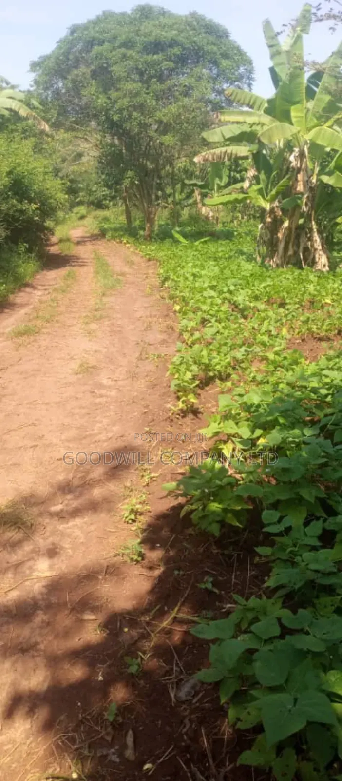 10 Acres on Sale in Kikyuusa Wabusaana Kankoole Village 9km From