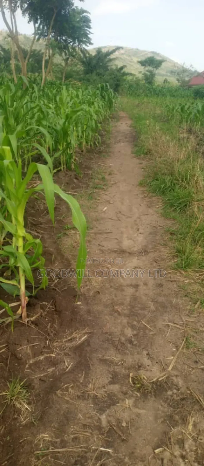 10 Acres on Sale in Kikyuusa Wabusaana Kankoole Village 9km From