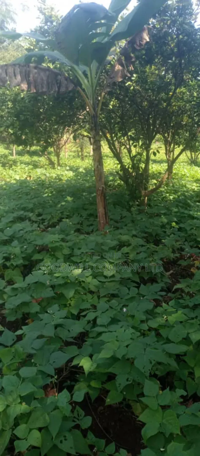 10 Acres on Sale in Kikyuusa Wabusaana Kankoole Village 9km From