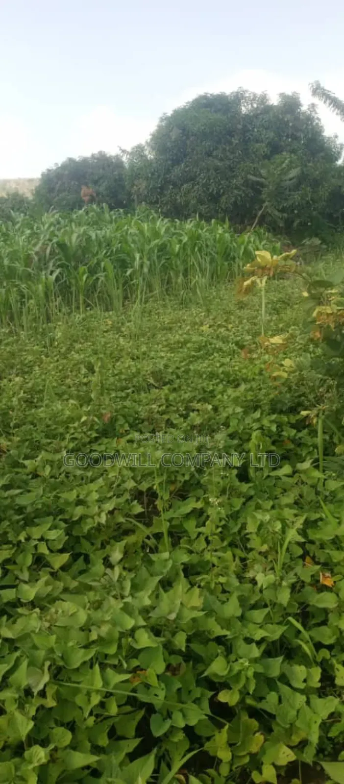 10 Acres on Sale in Kikyuusa Wabusaana Kankoole Village 9km From