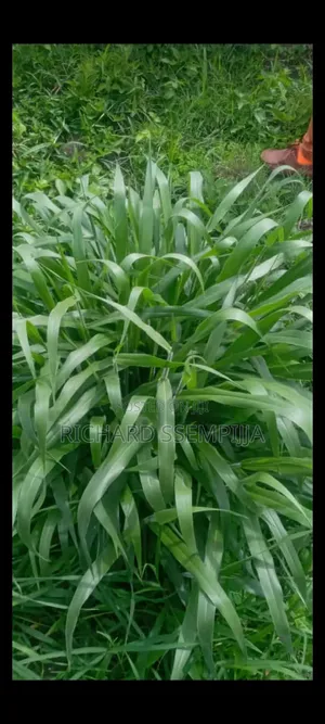 Brachiaria Mulatto 2 Splits