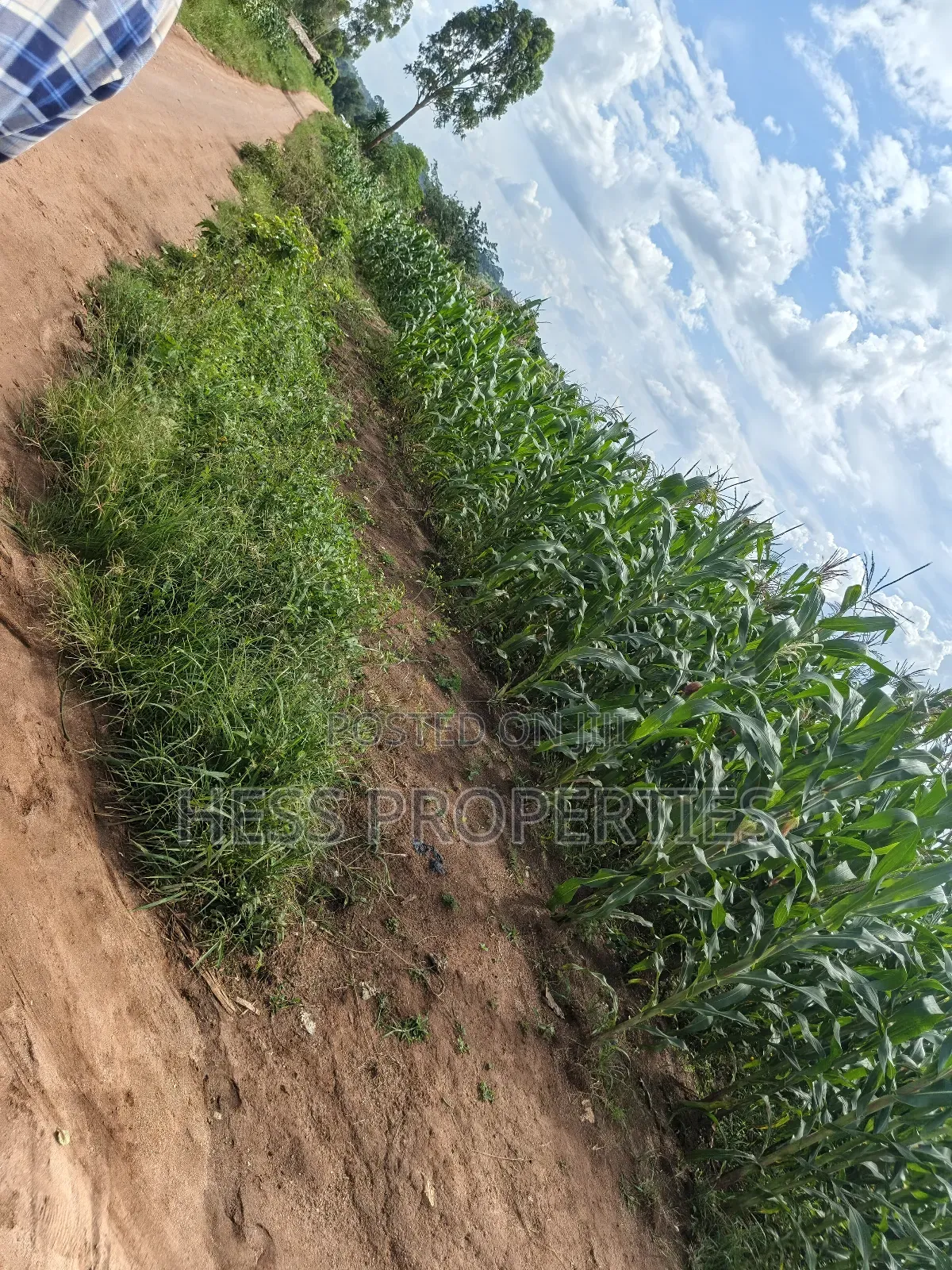 Agricultural Land on Sale