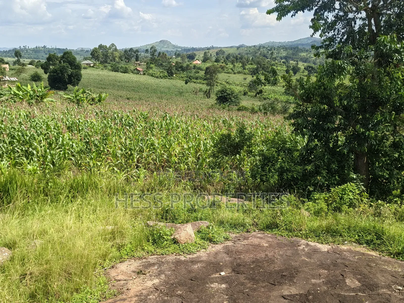 Agricultural Land on Sale