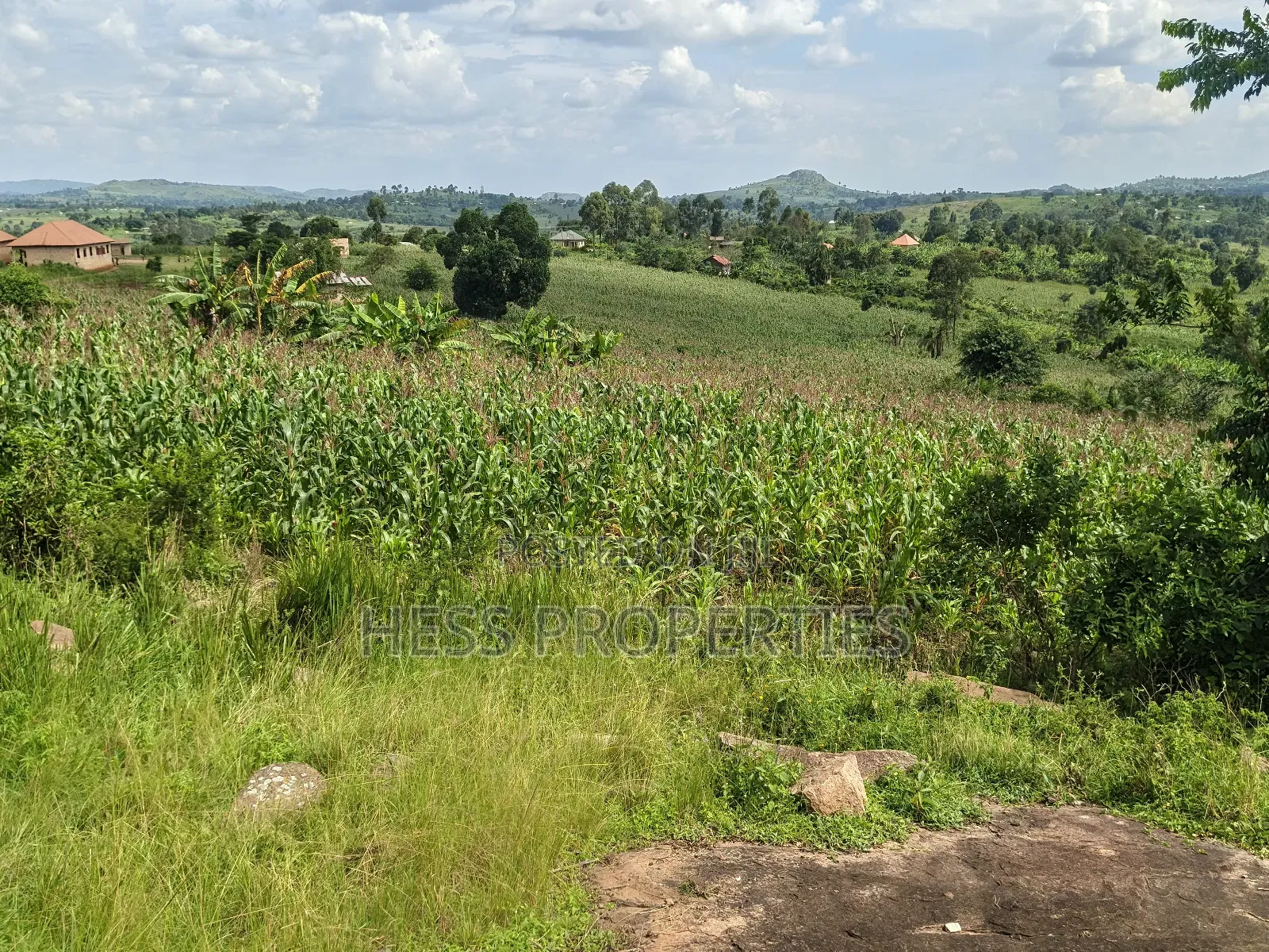 Agricultural Land on Sale