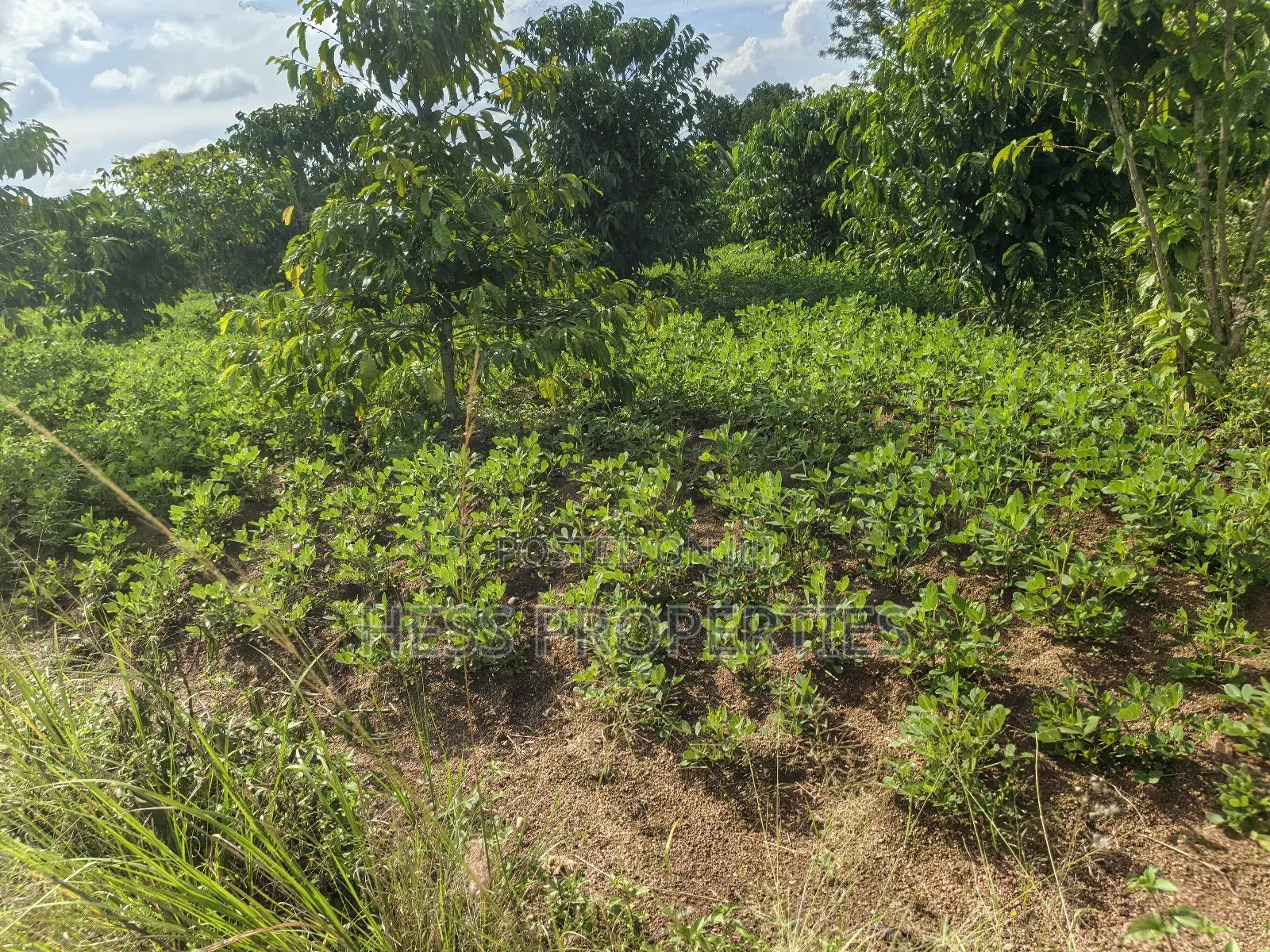 Agricultural Land on Sale
