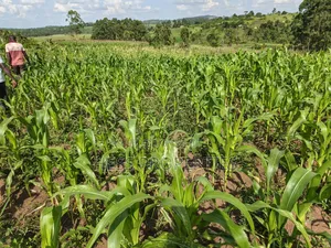Agricultural Land on Sale