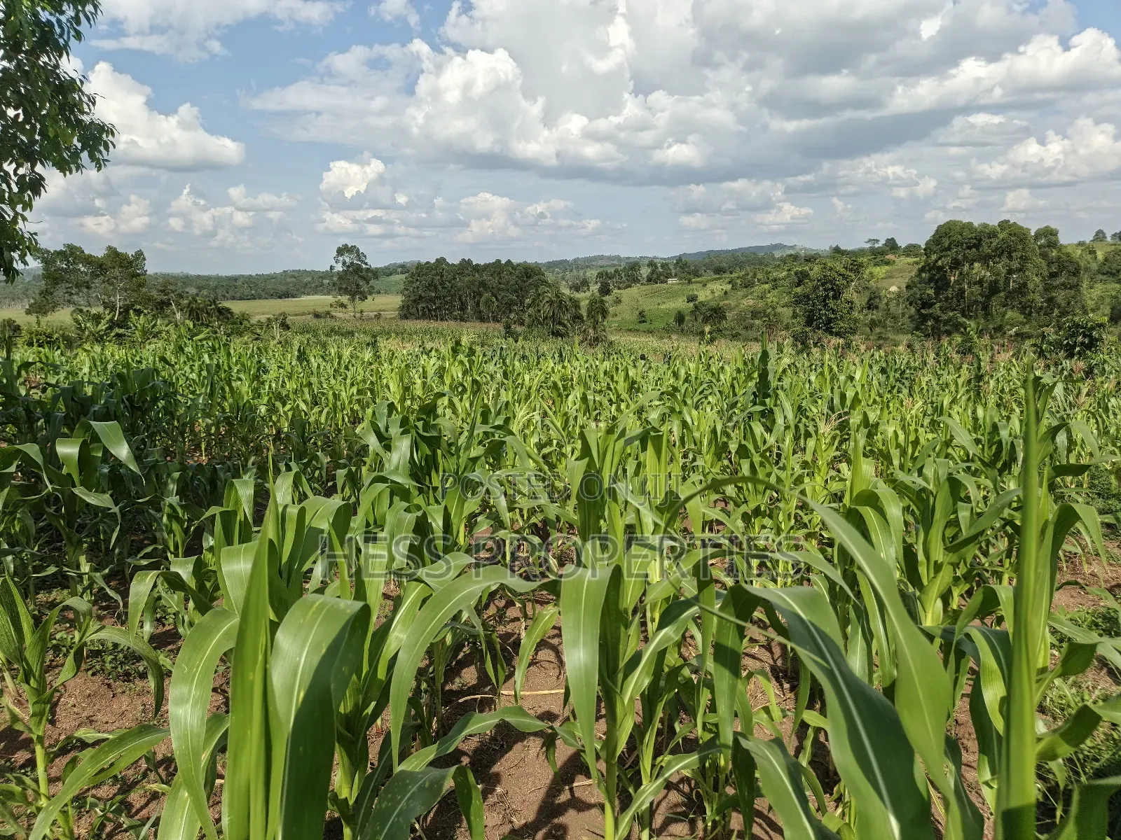 Agricultural Land on Sale