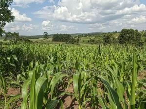 Agricultural Land on Sale