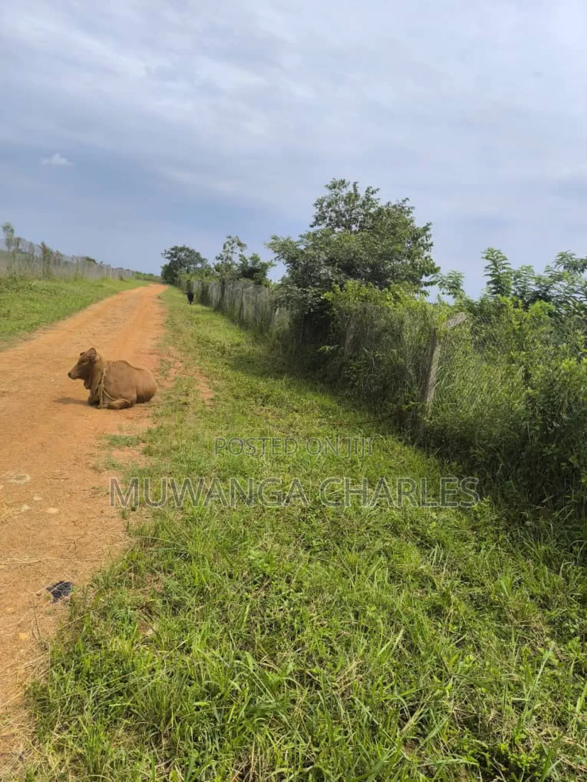500acres Onon Sale in Nakasongola