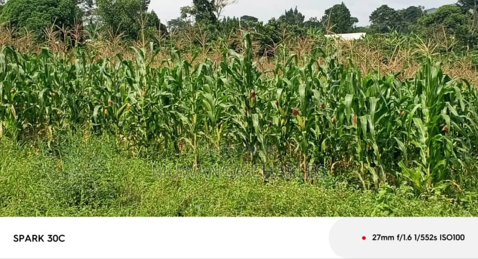 Land for Sale in Wabutungulu
