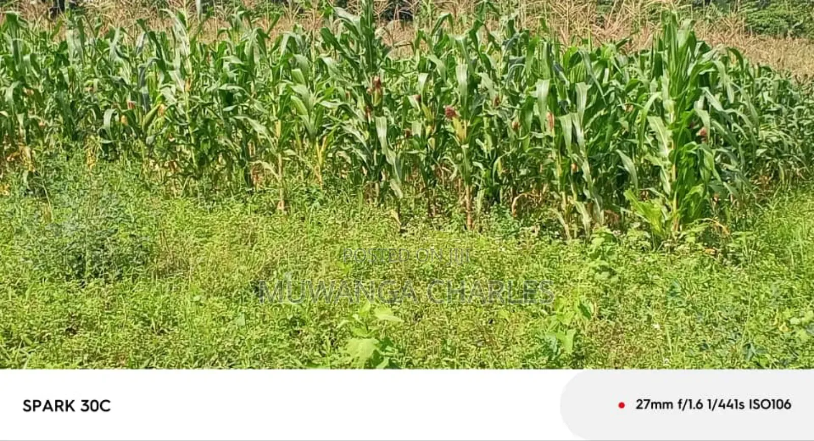 Land for Sale in Wabutungulu