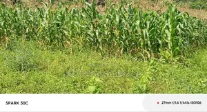 Land for Sale in Wabutungulu