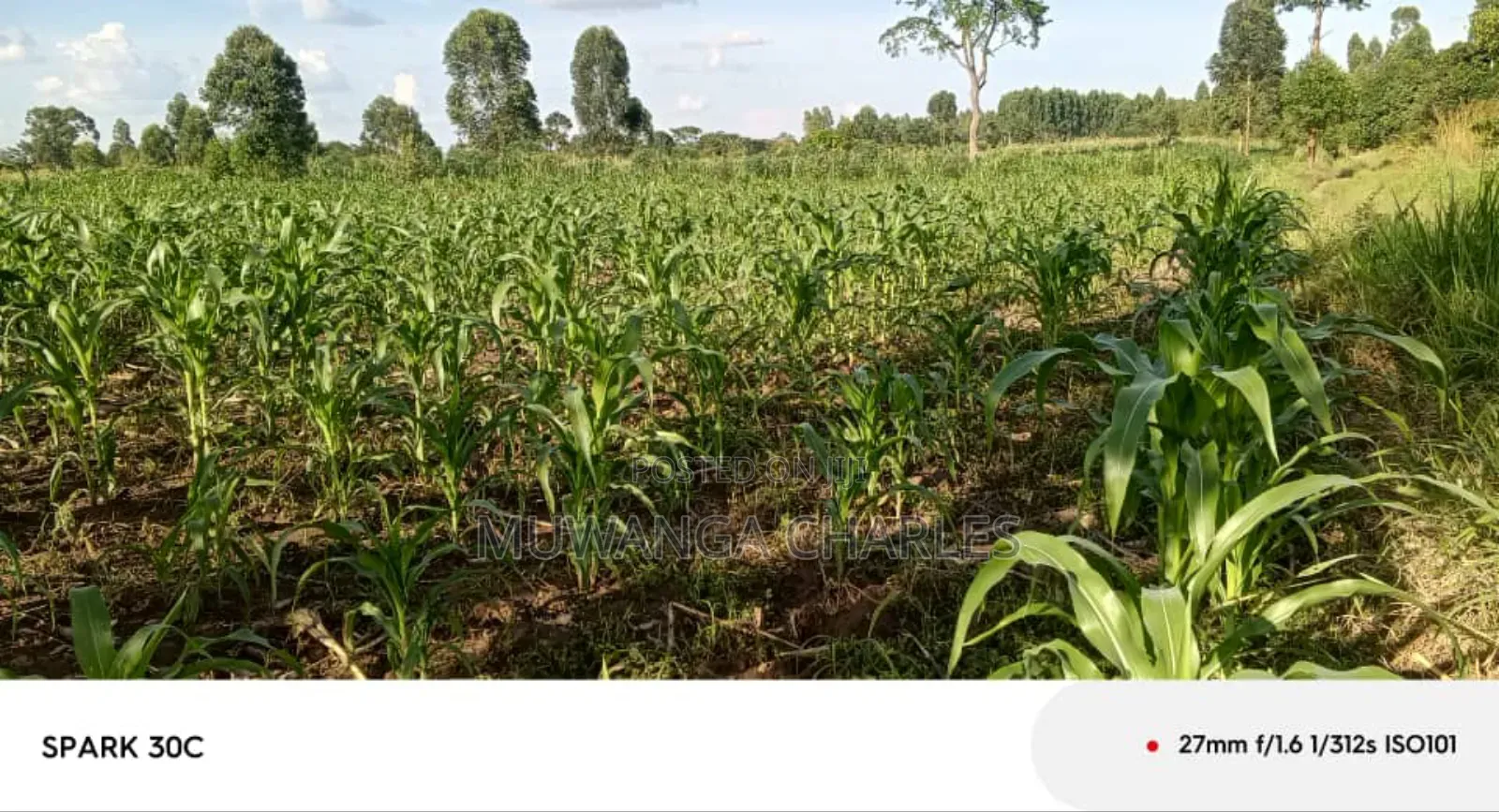 Land for Sale in Wabutungulu