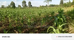 Land for Sale in Wabutungulu