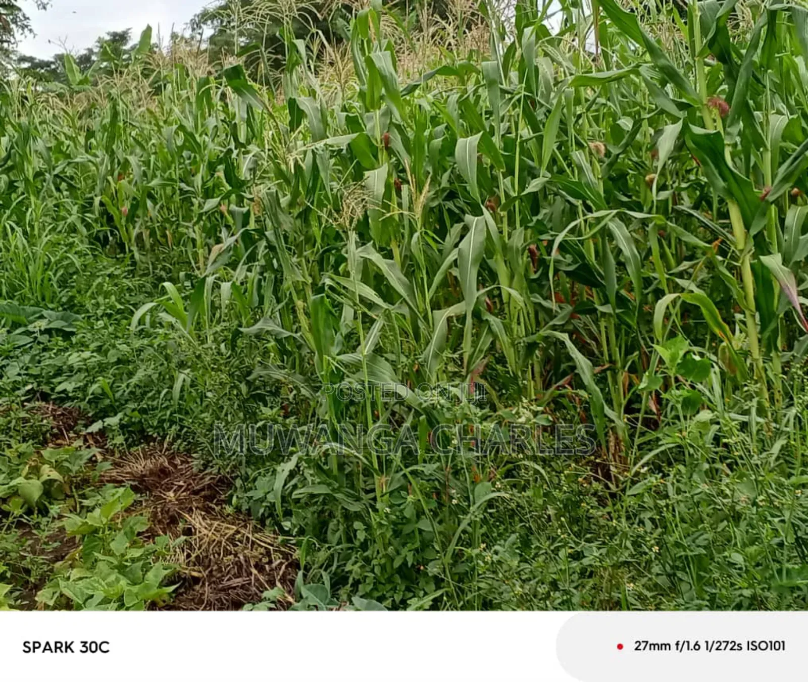 Land for Sale in Wabutungulu