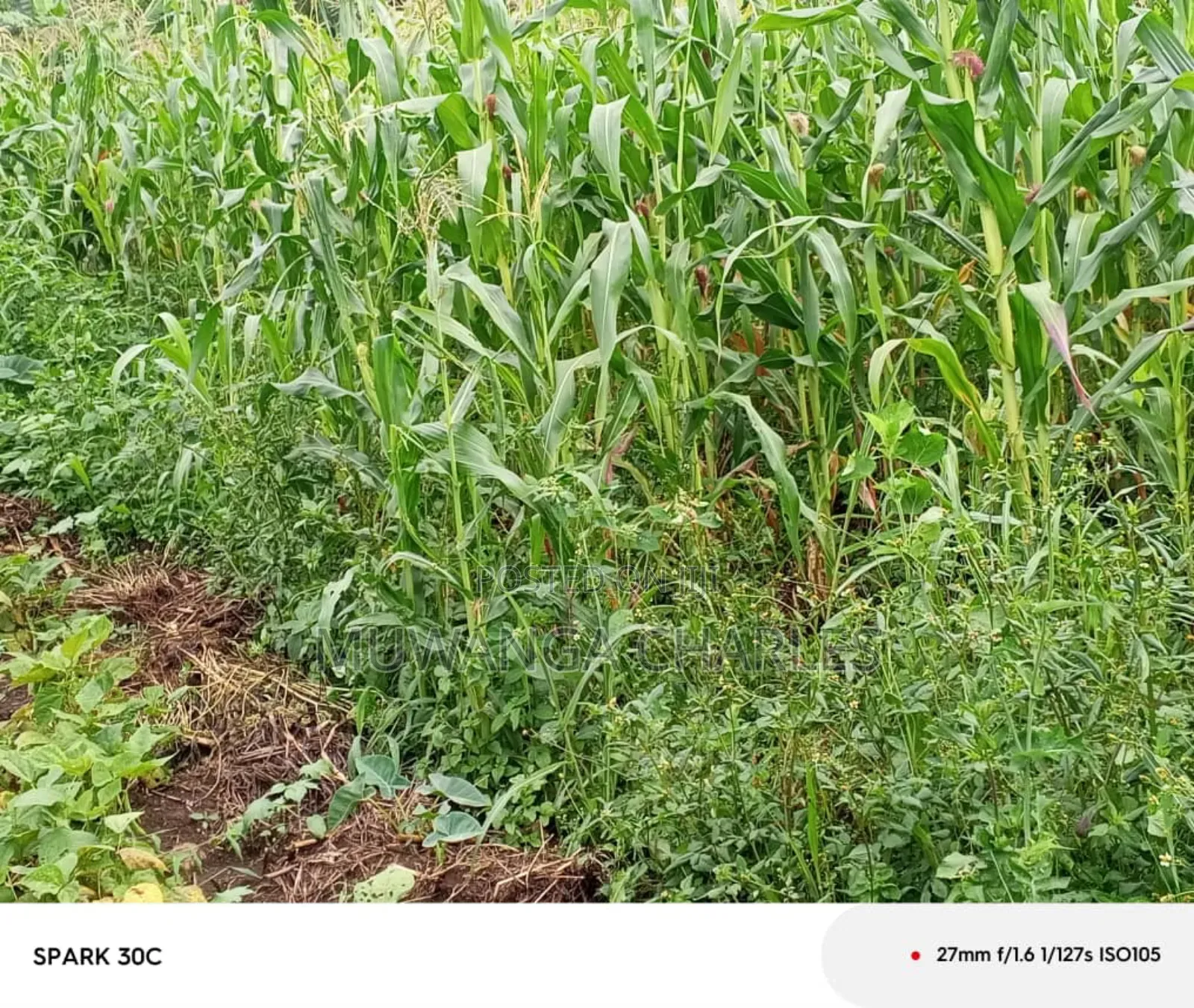 Land for Sale in Wabutungulu