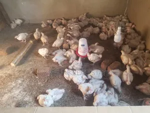 Broilers On.Sale From 2m to 80m