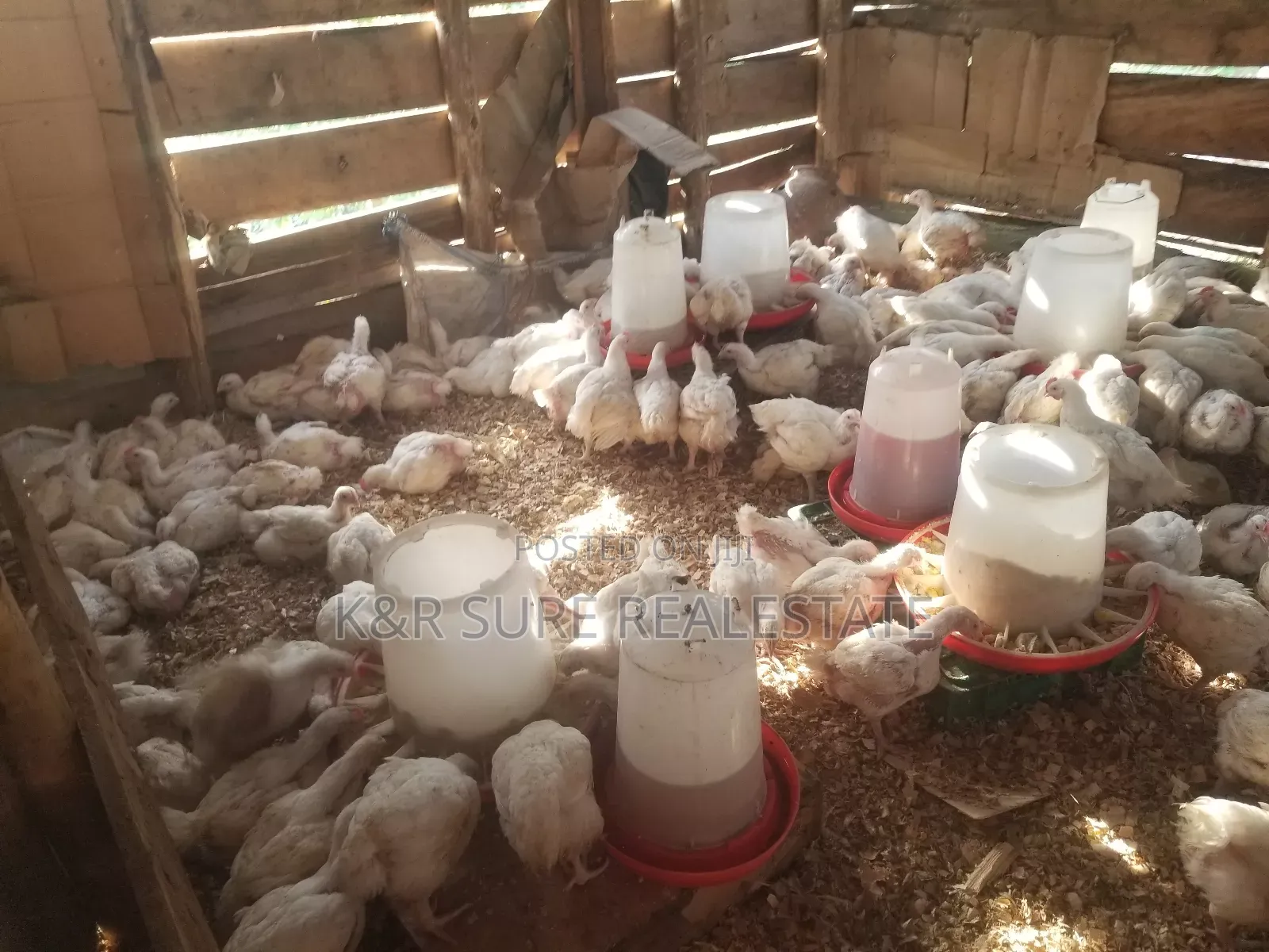 Broilers On.Sale From 2m to 80m