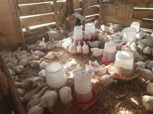 Broilers On.Sale From 2m to 80m