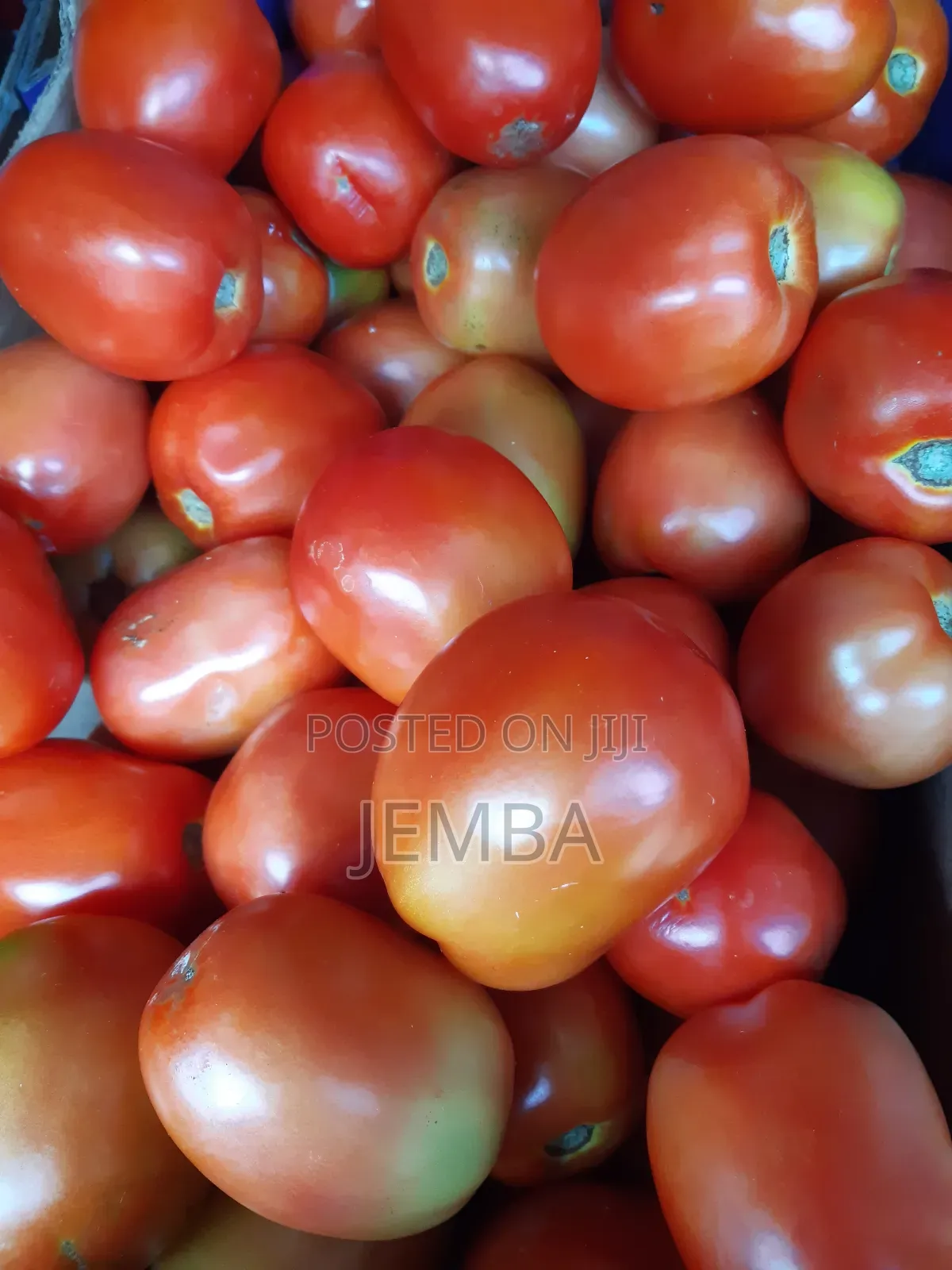 Red Tomatoes/Enyanya